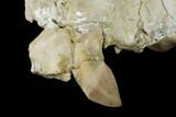 Partial, Fossil Oreodont (Merycoidodon) Skull - Wyoming #174371-8